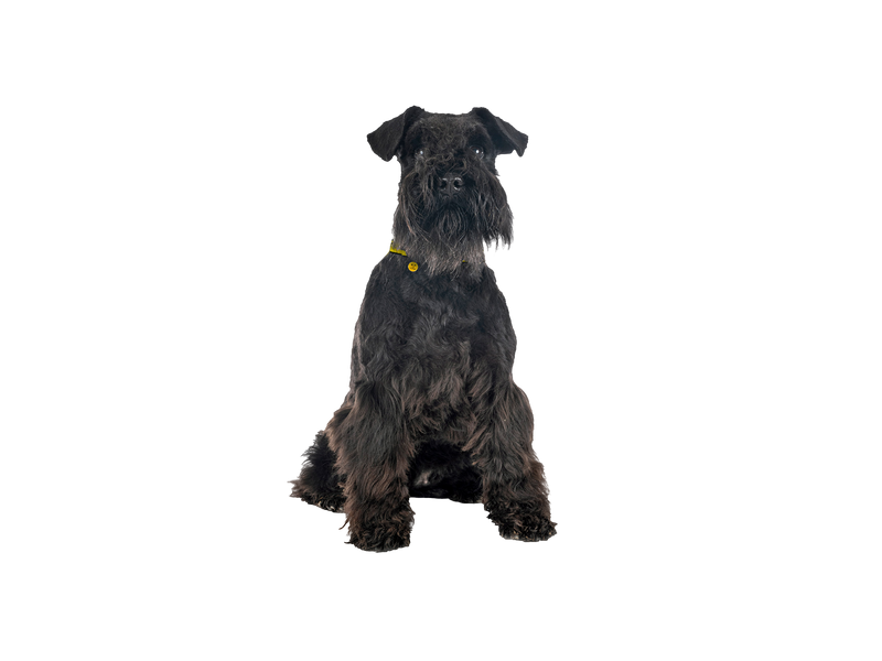 Old best sale miniature schnauzer